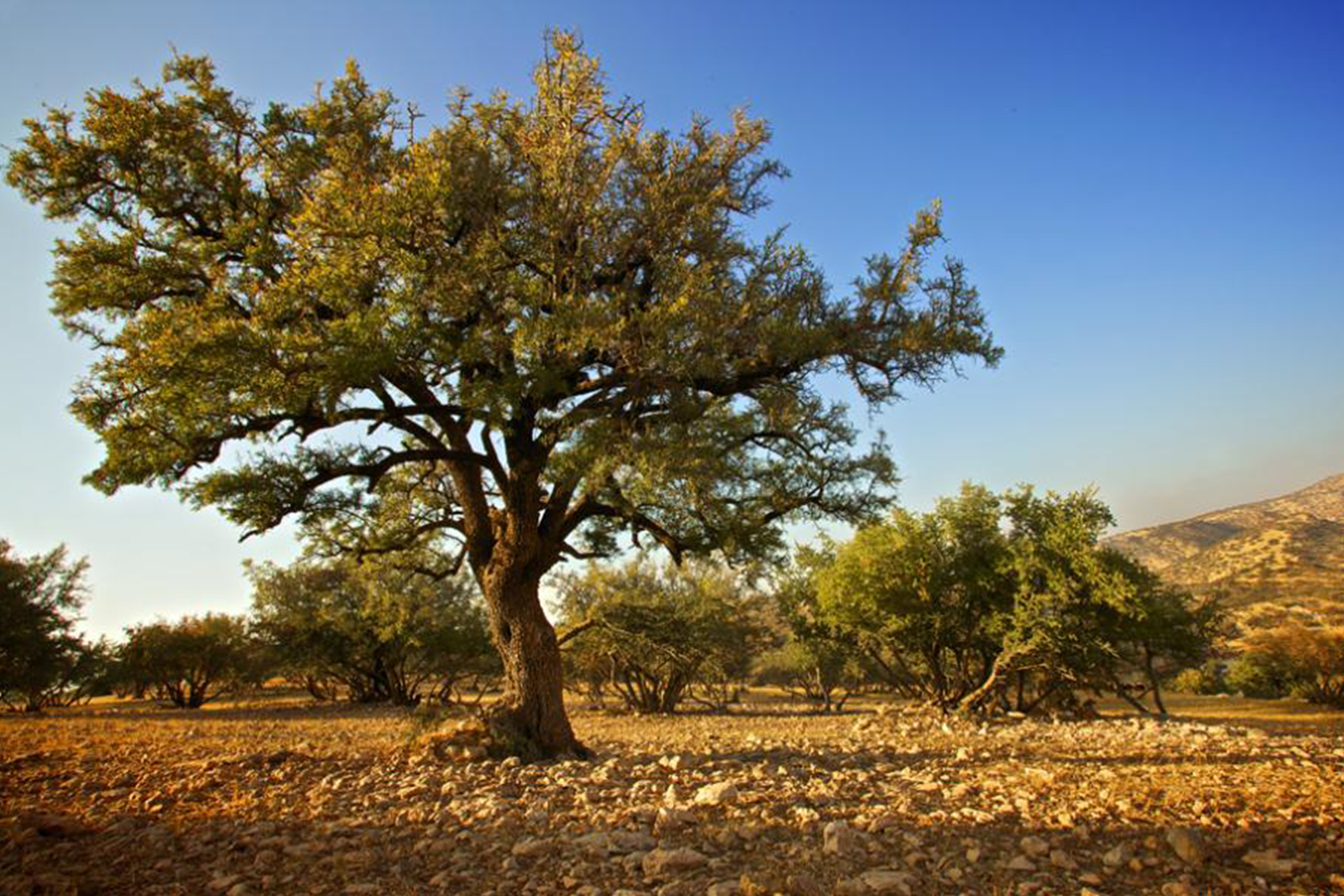 5 Things you need to know about Argan oil