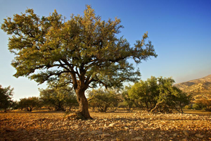 5 Things you need to know about Argan oil